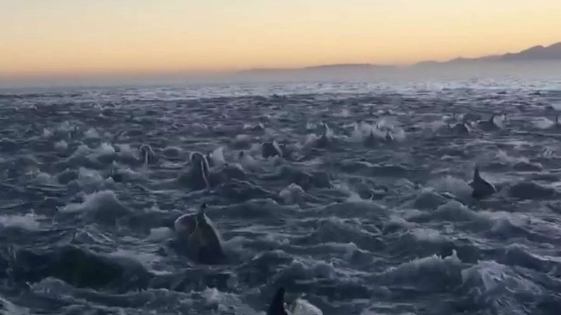 Cardume de golfinhos é avistado na África do Sul