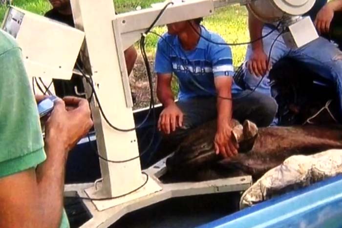 Justiça de Rondônia condena enfermeiro e veterinário que usaram raio-x de hospital público para tirar radiografia de cavalo