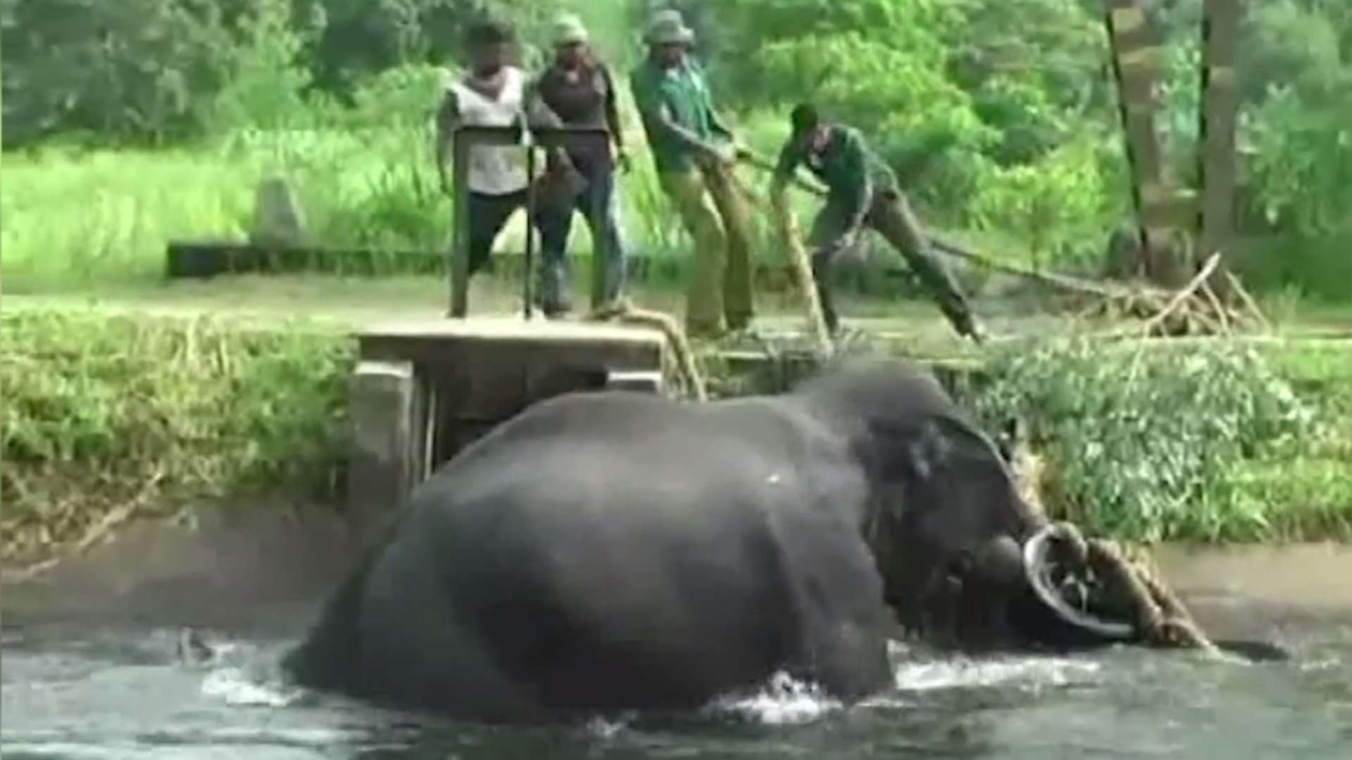 Elefante é resgatado em canal no Sri Lanka