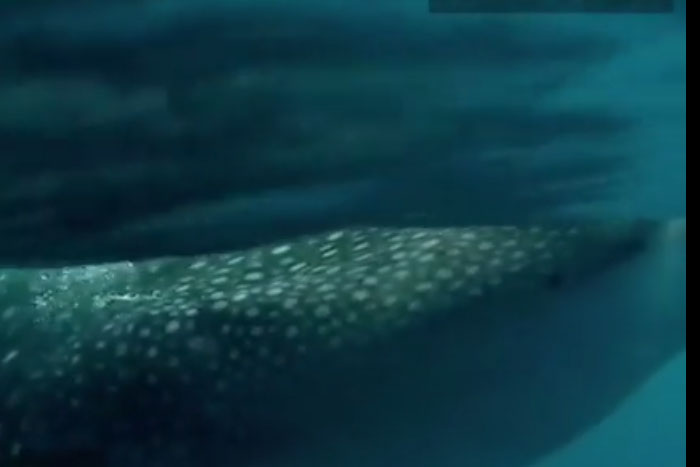 Filmagem incrível mostra tubarão baleia muito perto de caiaques