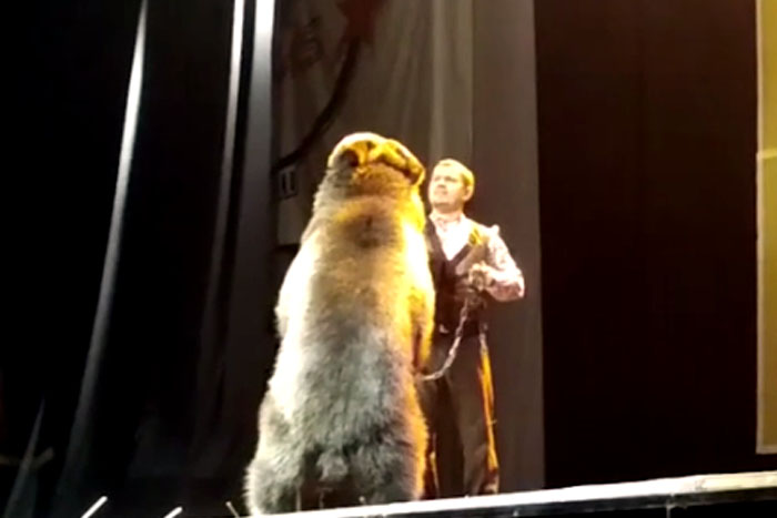 Urso ataca treinador em apresentação de circo