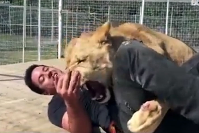 Homem e leoa brincam como se fossem da mesma espécie