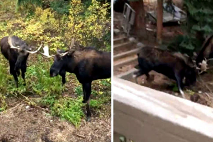 Alces travam intensa batalha em fazenda nos EUA