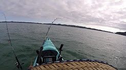  Tubarão arrasta pescador em caiaque 