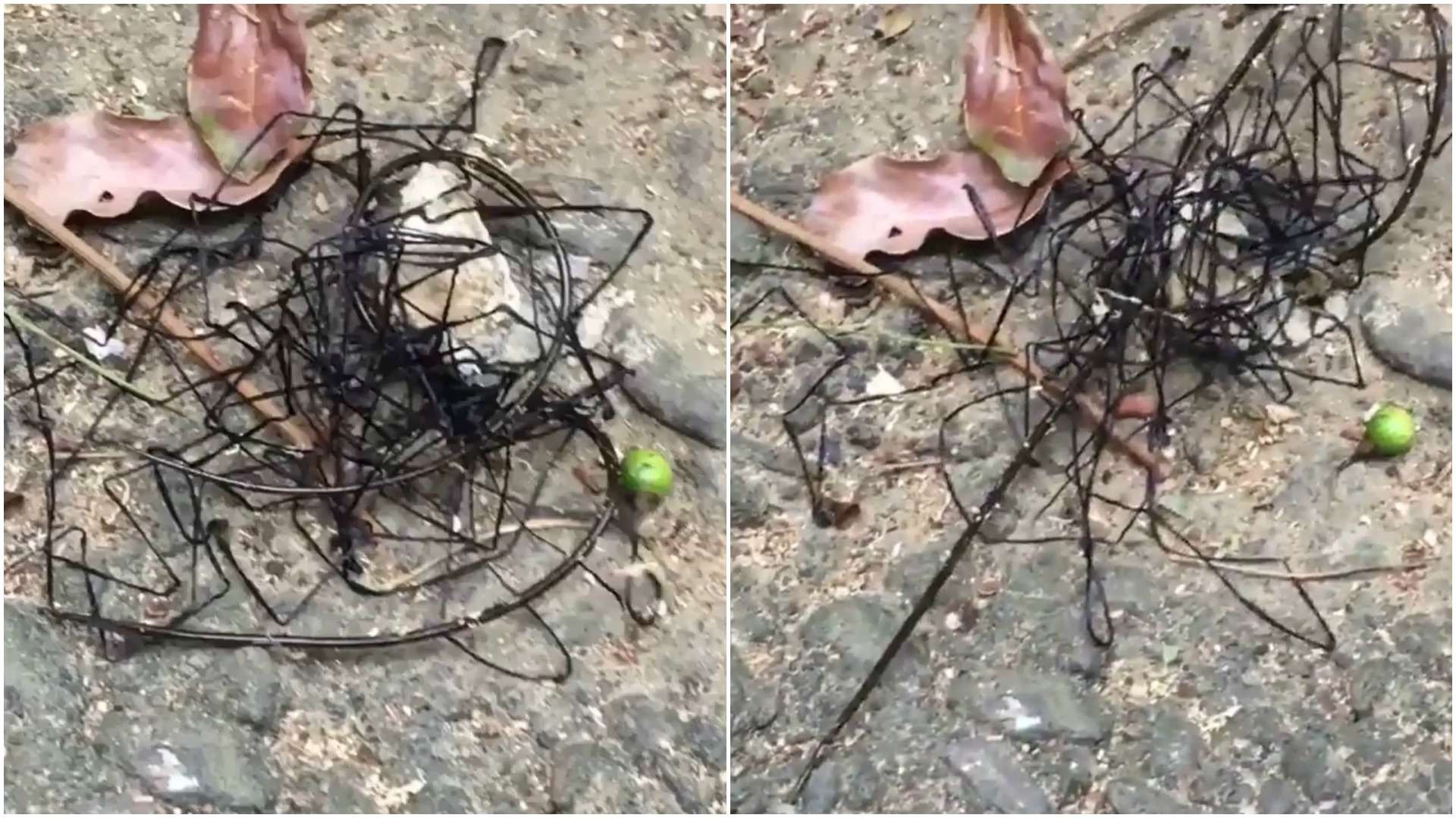 Criatura ‘alienígena’ choca banhistas em praia de Taiwan