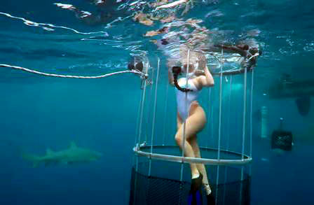 Tubarão ataca modelo que fazia ensaio de fotos subaquáticas em gaiola