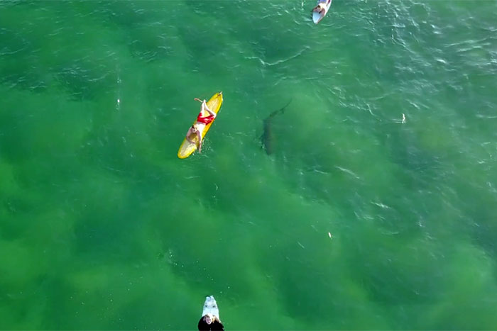 Austrália - Tubarão é flagrado ao lado de surfistas distraídos