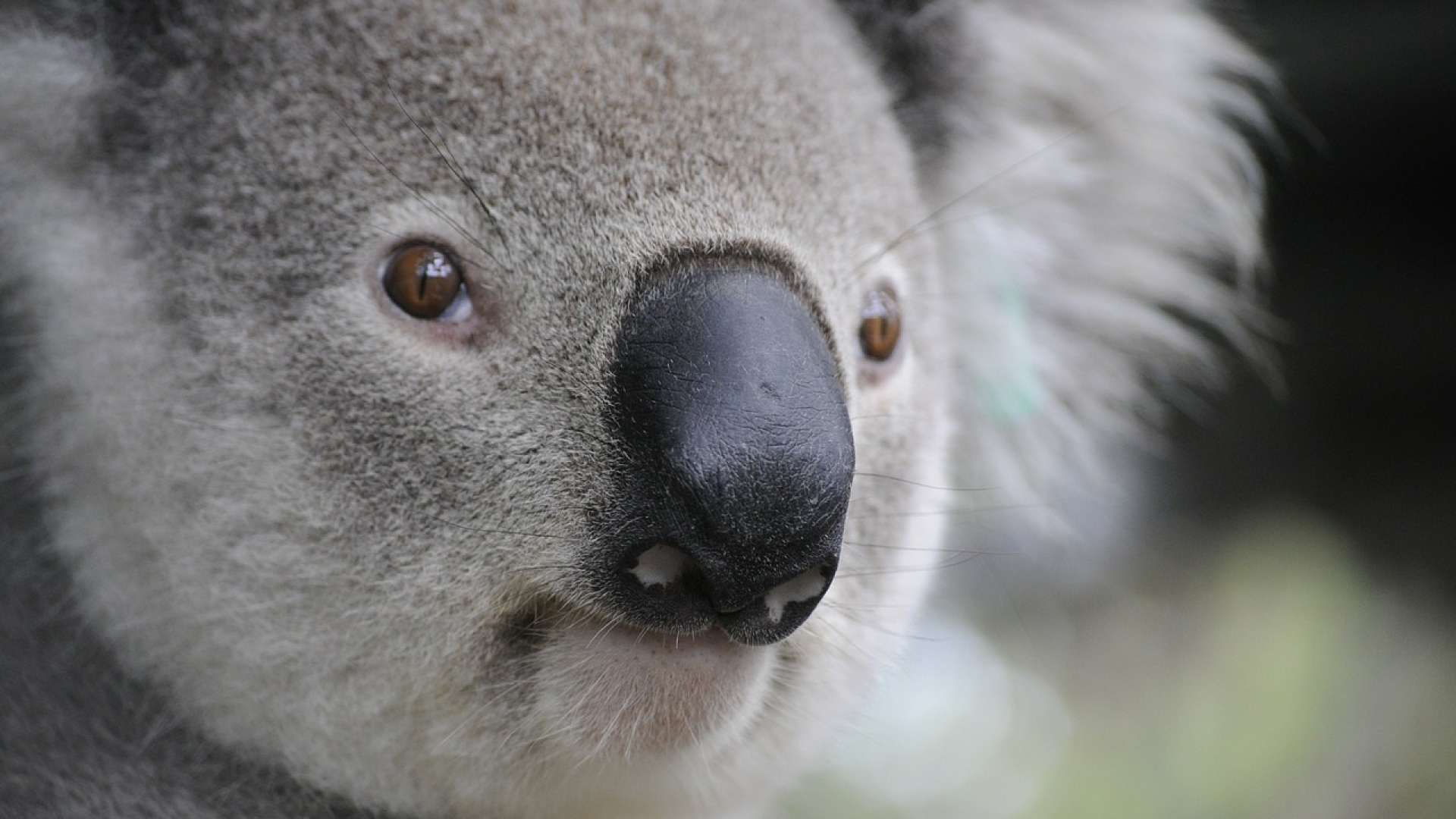 Coala para o trânsito em estrada na Austrália