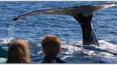 Baleias jubarte surpreendem surfistas em San Francisco