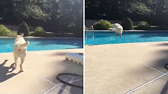 Cachorro  pula na piscina para fugir do dono 