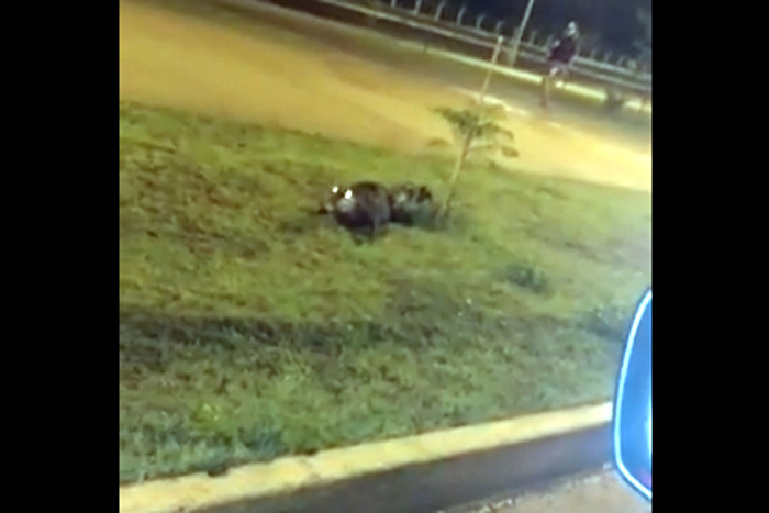 Porto Velho: Jacaré é flagrado no Espaço Alternativo