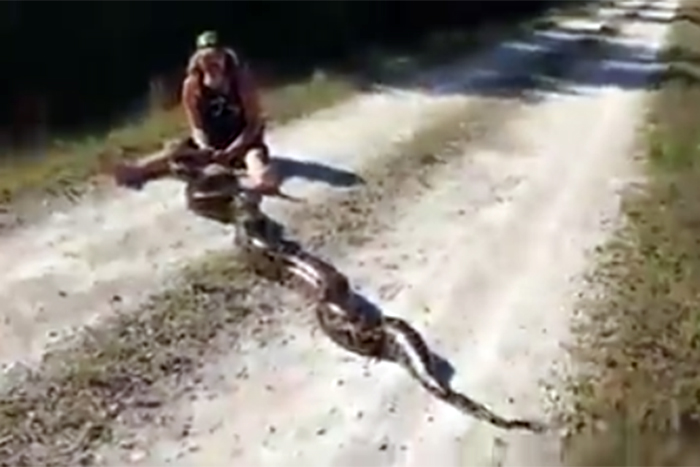 Homem captura píton gigante com as mãos nuas