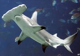 Tubarão-Martelo gigante ataca grupo de tubarões-galha-preta
