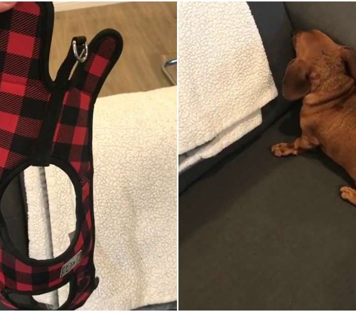 Cão tenta se esconder quando chega a hora de passear