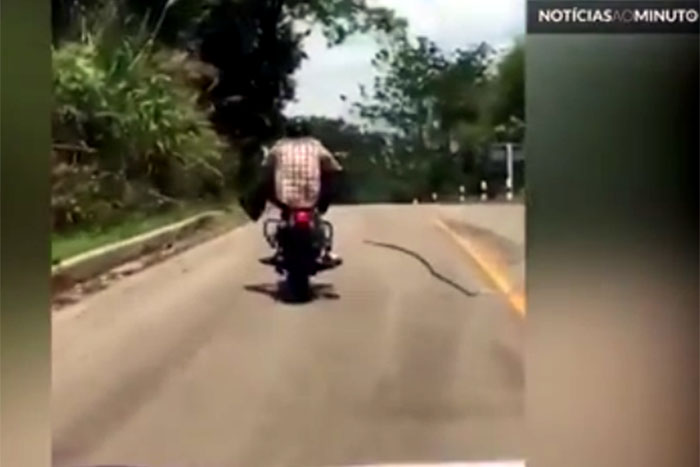Motociclista é atacado por cobra gigante em estrada na Tailândia 