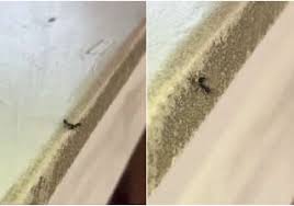 Formiga sacrifica companheiro de forma violenta!