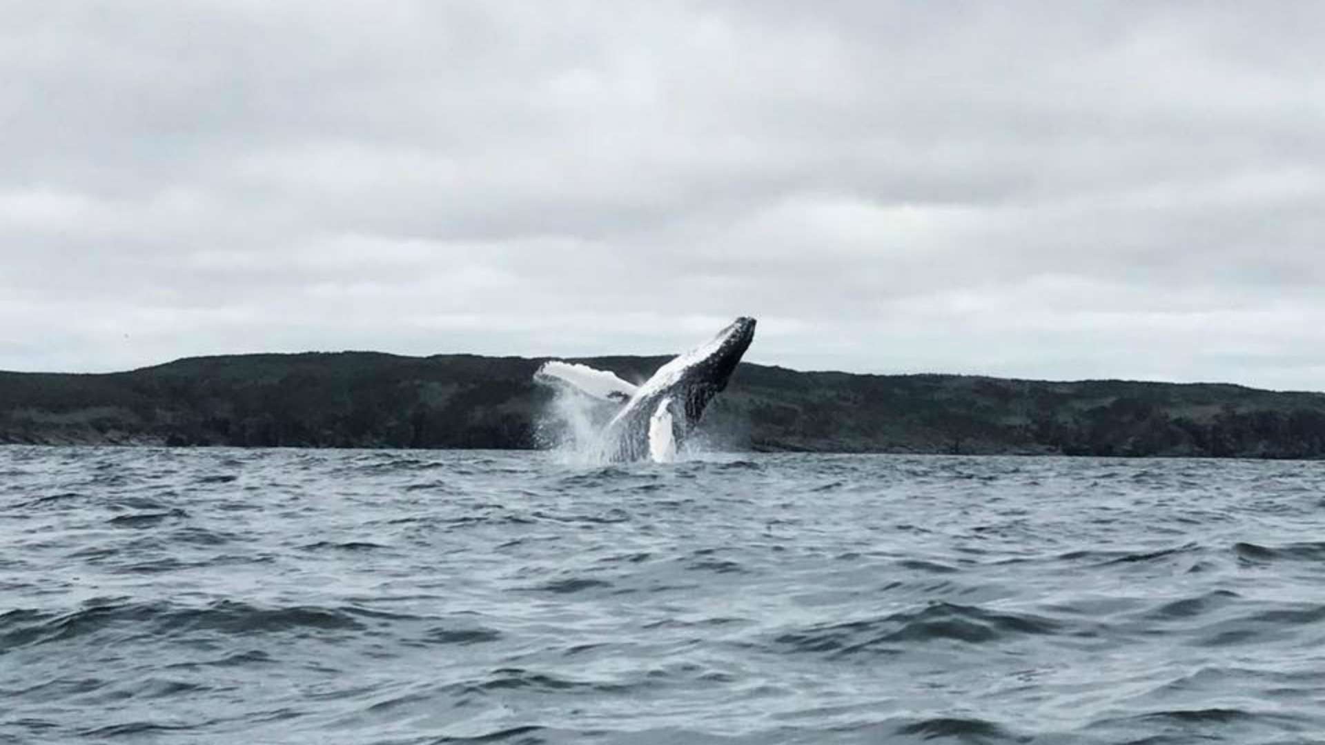 Baleia realiza salto espetacular no Canadá