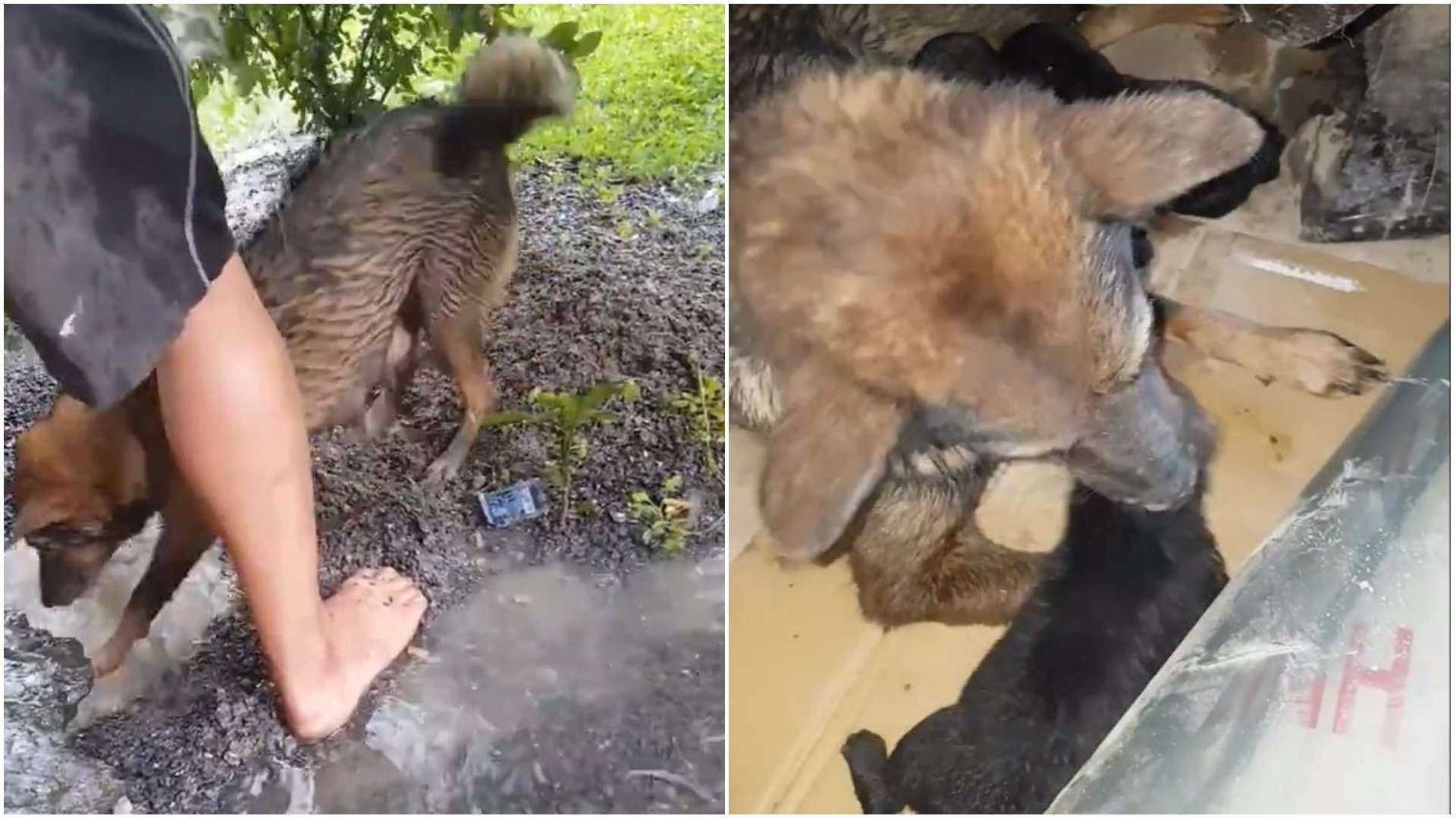 Cadela salva filhote de afogamento