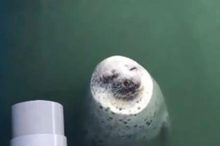 Foca é flagrada sonhando e conquista a web