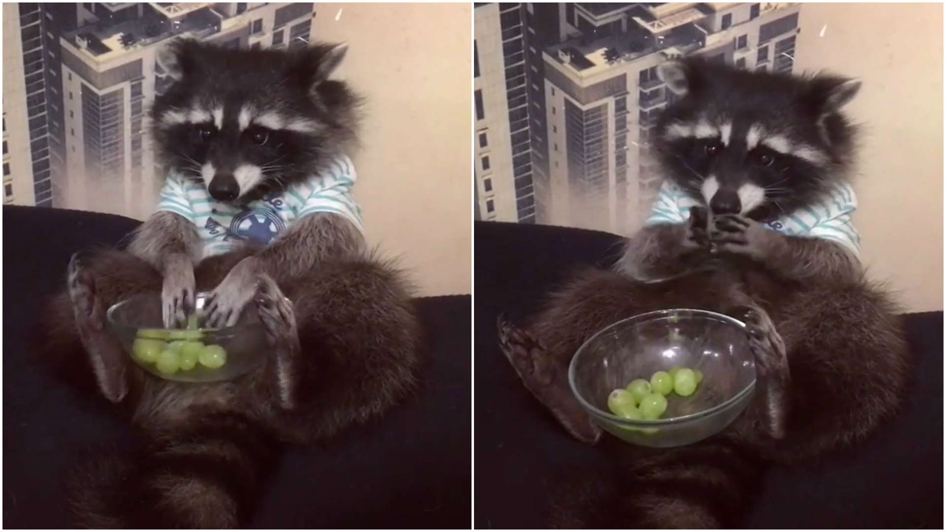 Guaxinim come uvas como se fosse gente