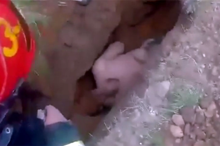 Homem é enterrado vivo em trincheira na Bielorrússia