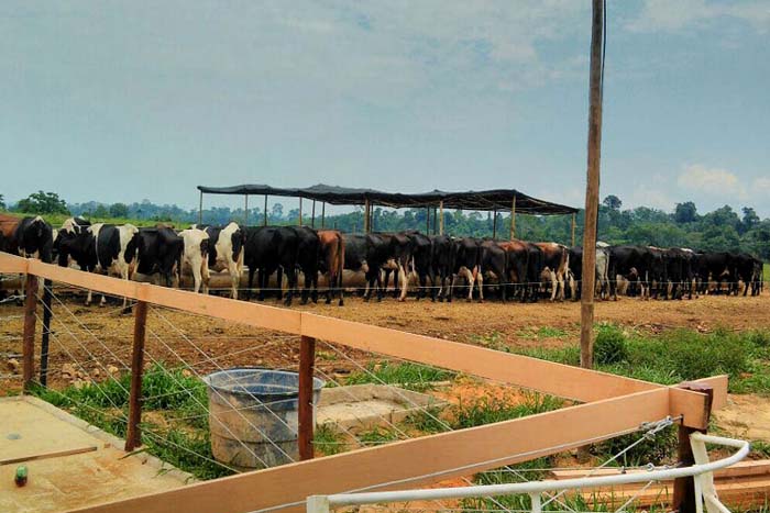Seminário rural debaterá pecuária de corte, leite e piscicultura