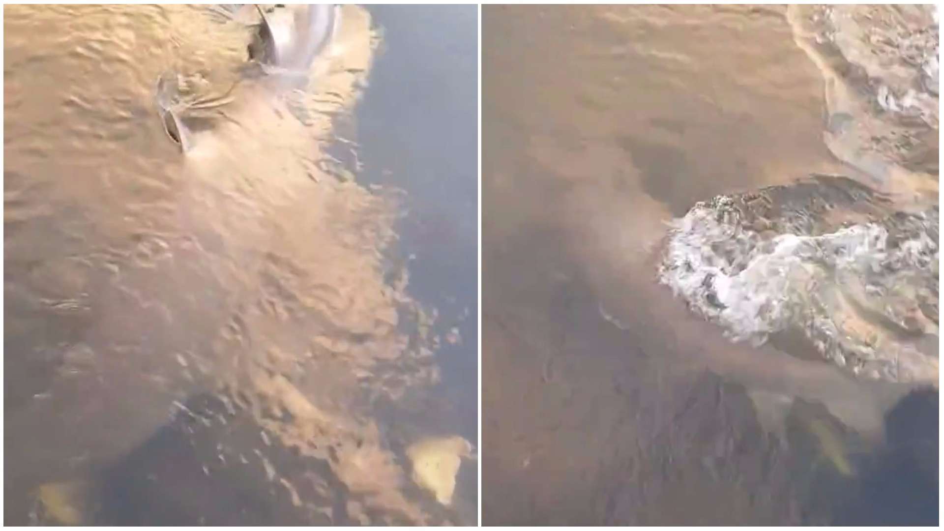 Tubarão surpreende e aparece em rio na Austrália