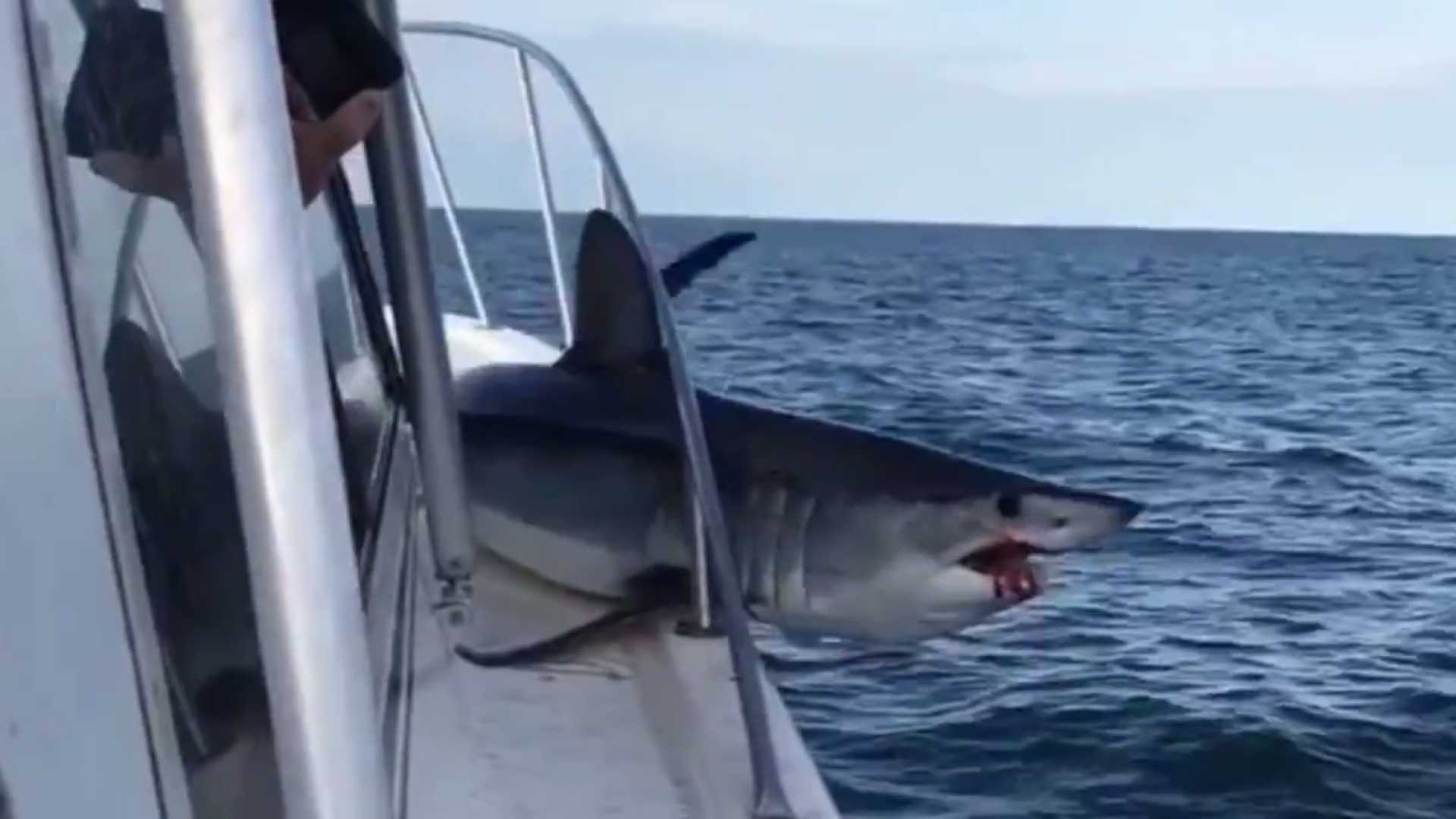 Tubarão salta e fica preso em barco nos EUA
