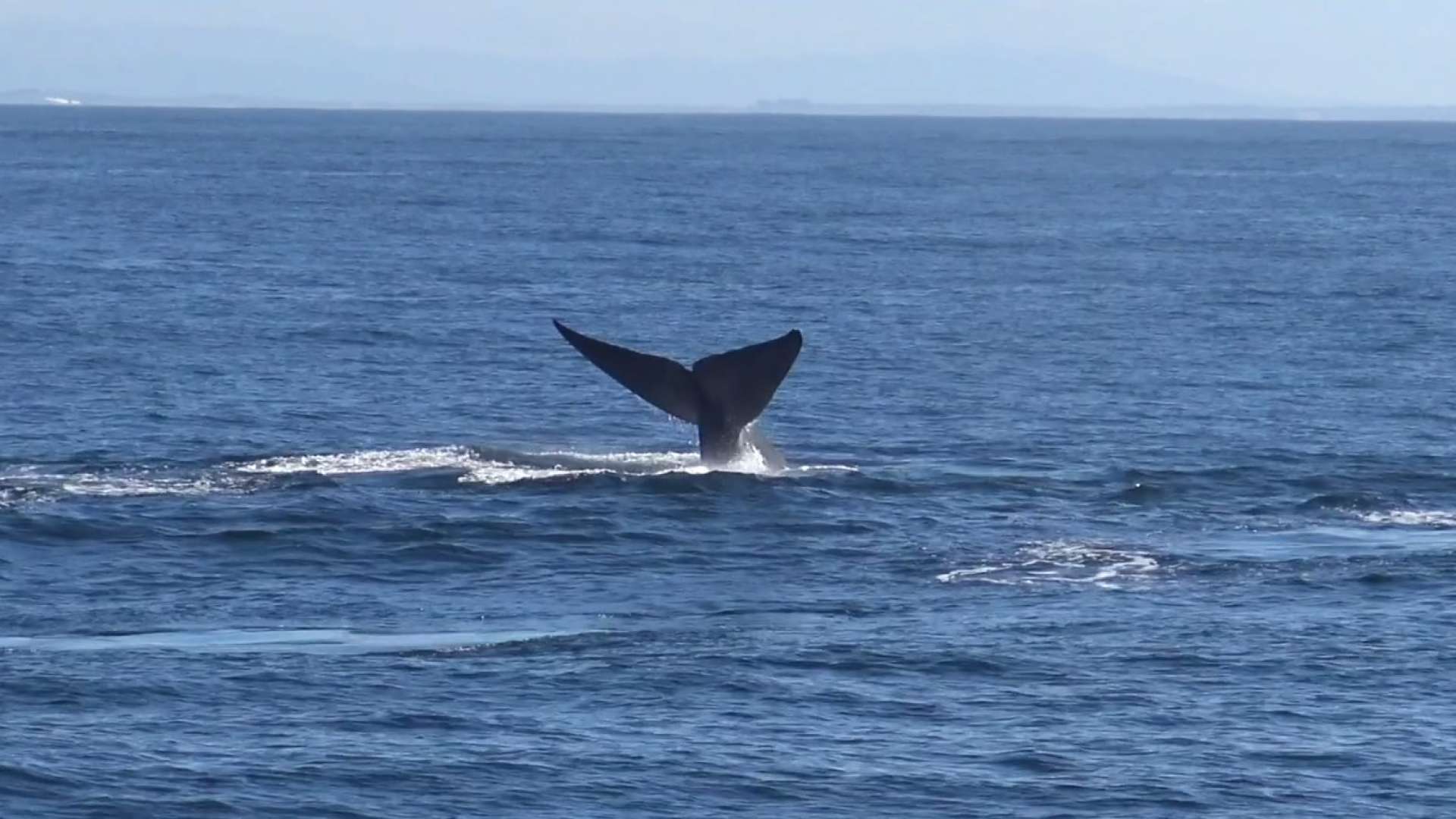 Mais de 60 baleias azuis são avistadas na Califórnia
