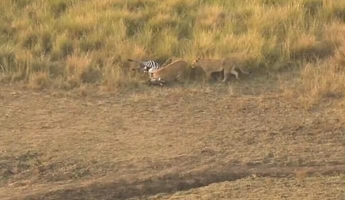 Zebra escapa de crocodilo mas acaba morta por leoas  