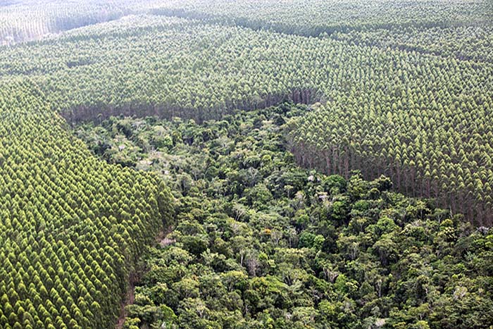 Rondônia teria impacto de -3% no PIB estadual com redução do desmatamento, diz Folha