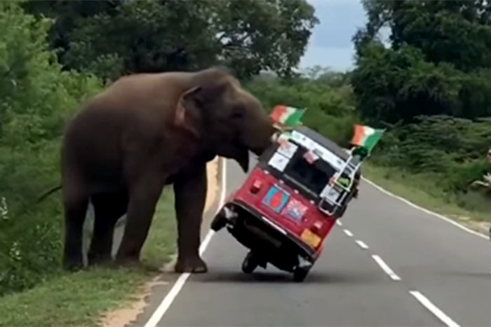 Elefante derruba Tuk Tuk em busca de comida