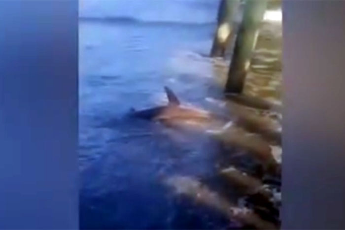 Tubarão encalha na beira da praia e assusta banhistas