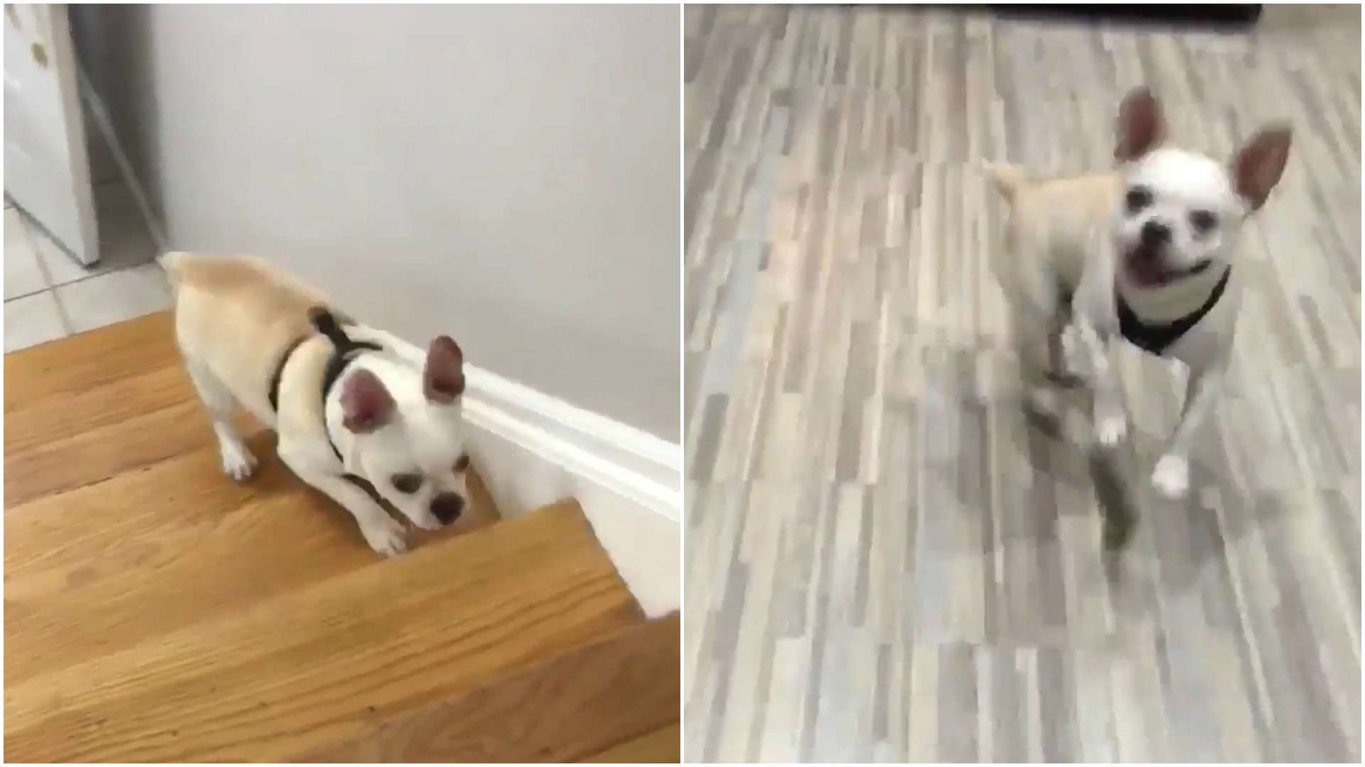 Bulldog comemora ao subir as escadas pela primeira vez
