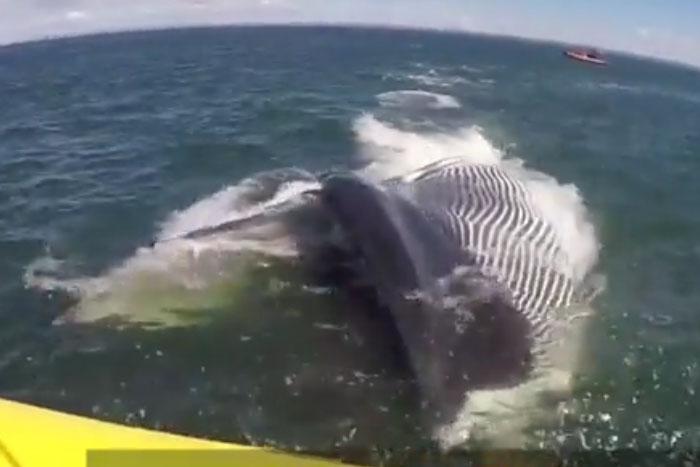 Baleia gigante quase 