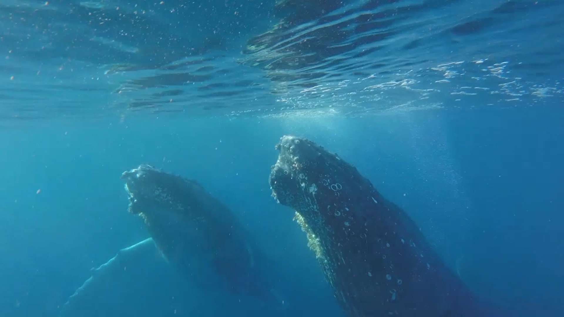 Baleias Jubarte fazem ballet submarino 