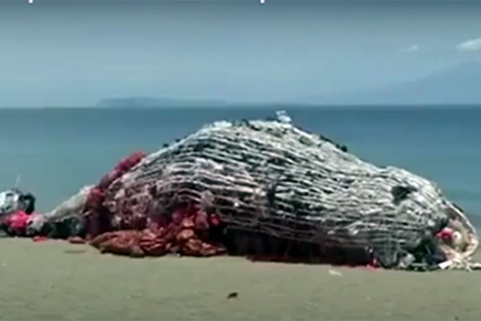 ‘Baleia morta’ em praia revela uma surpresa