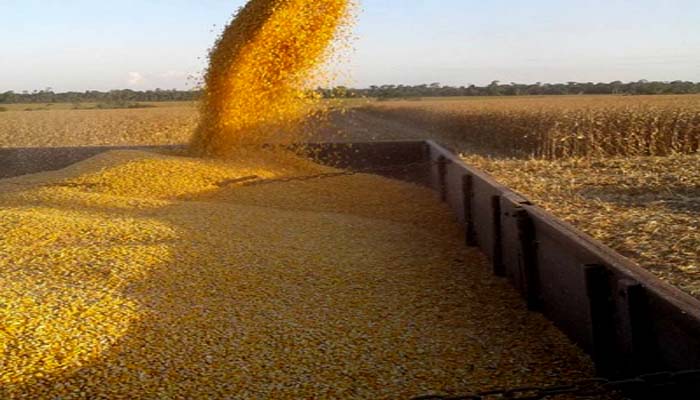 Colheita de milho está em pleno andamento