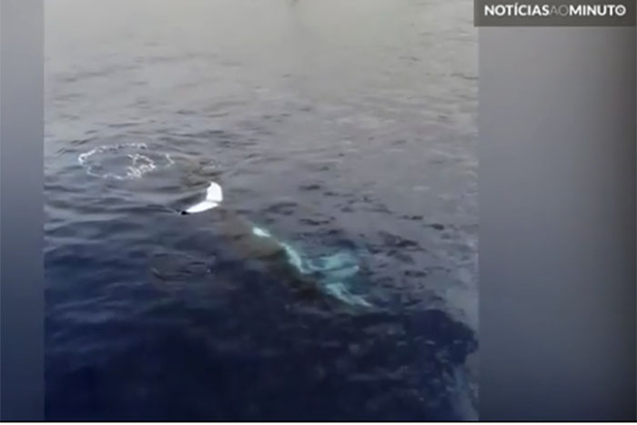 Drone flagra ballet de baleias e golfinhos no Havaí