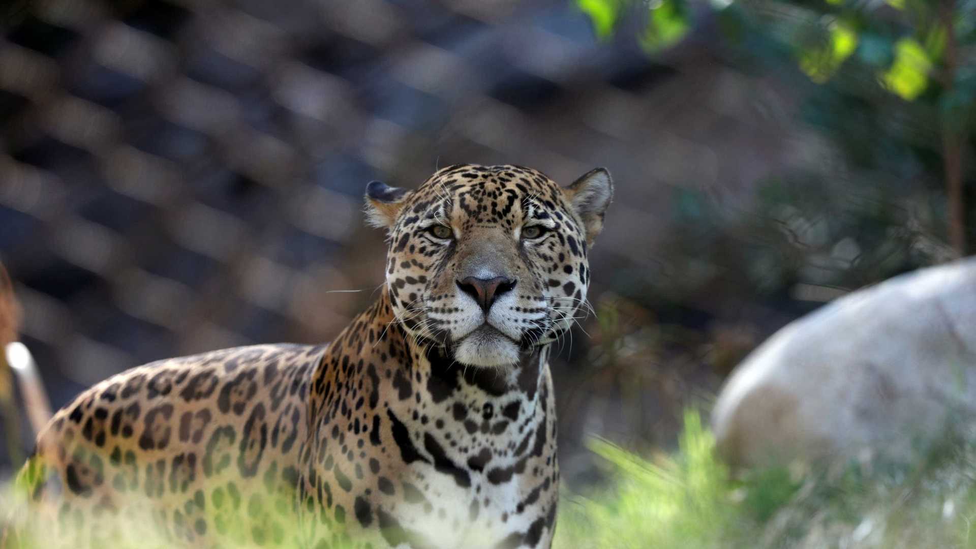 Onças-pintadas são flagradas em estrada no Paraná