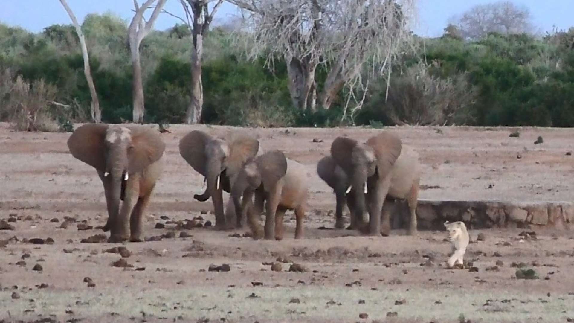 Elefantes perseguem leoa em parque no Quênia