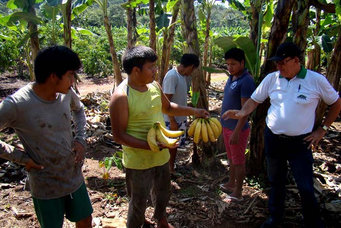 Indígenas são incentivados a plantar e cultivar em suas aldeias para o Programa de Aquisição de Alimentos