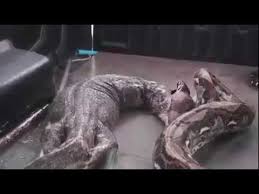 Píton de 5 metros é encontrada em residência 