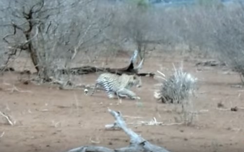 Leopardo ataca porco espinho e se dá mal