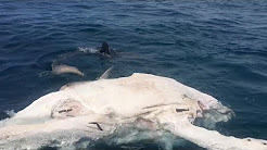 Tubarões-tigre são flagrados devorando carcaça de baleia