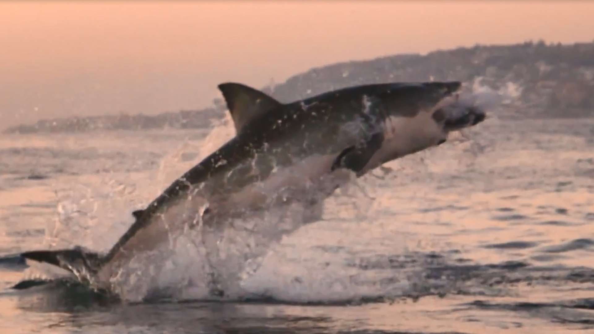 Tubarão-branco dá salto impressionante perto de barco