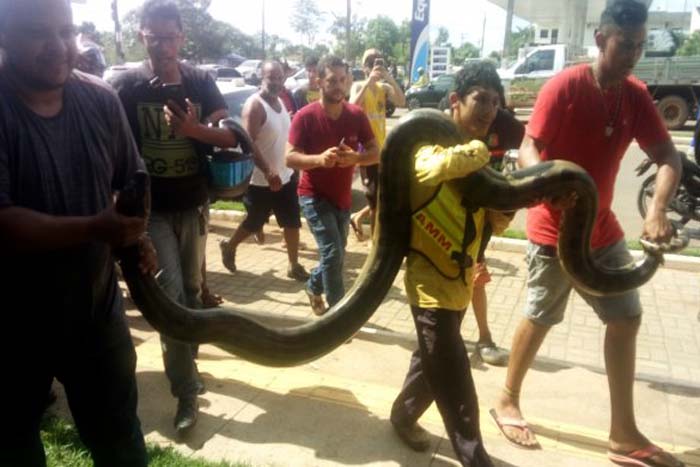 Cobra 'gigante' é encontrada no Skate Parque em Porto Velho