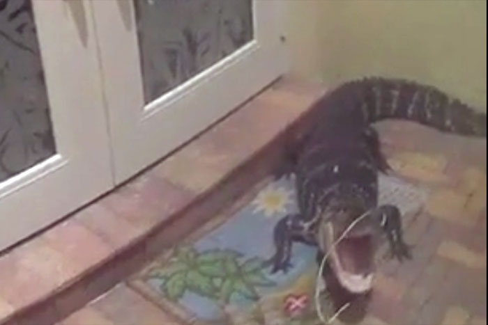 Polícia captura jacaré em  casa nos EUA