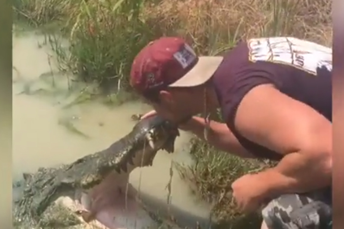 Brincando com o perigo: homem ‘beija’ crocodilo