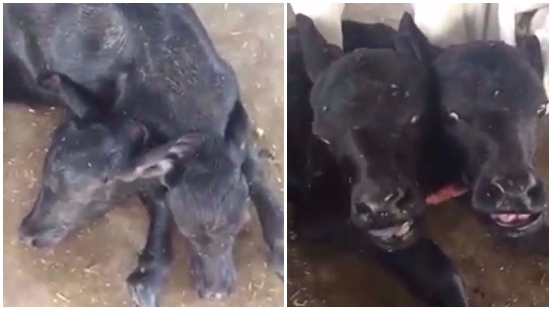Búfalo mutante com duas cabeças nasce no Paquistão